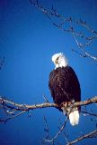 American Bald Eagle